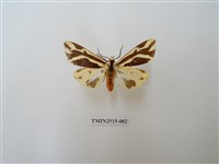 藏品(雙紋污燈蛾)的圖片